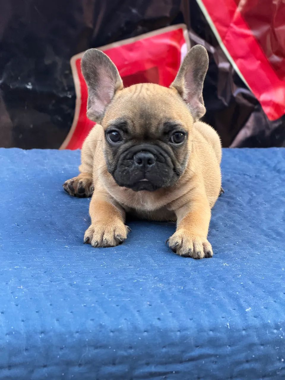 Buldogue francês micro exótico 