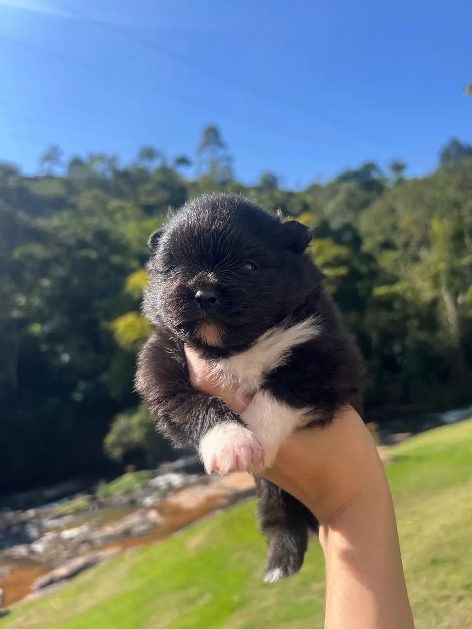 Spitz alemão macho