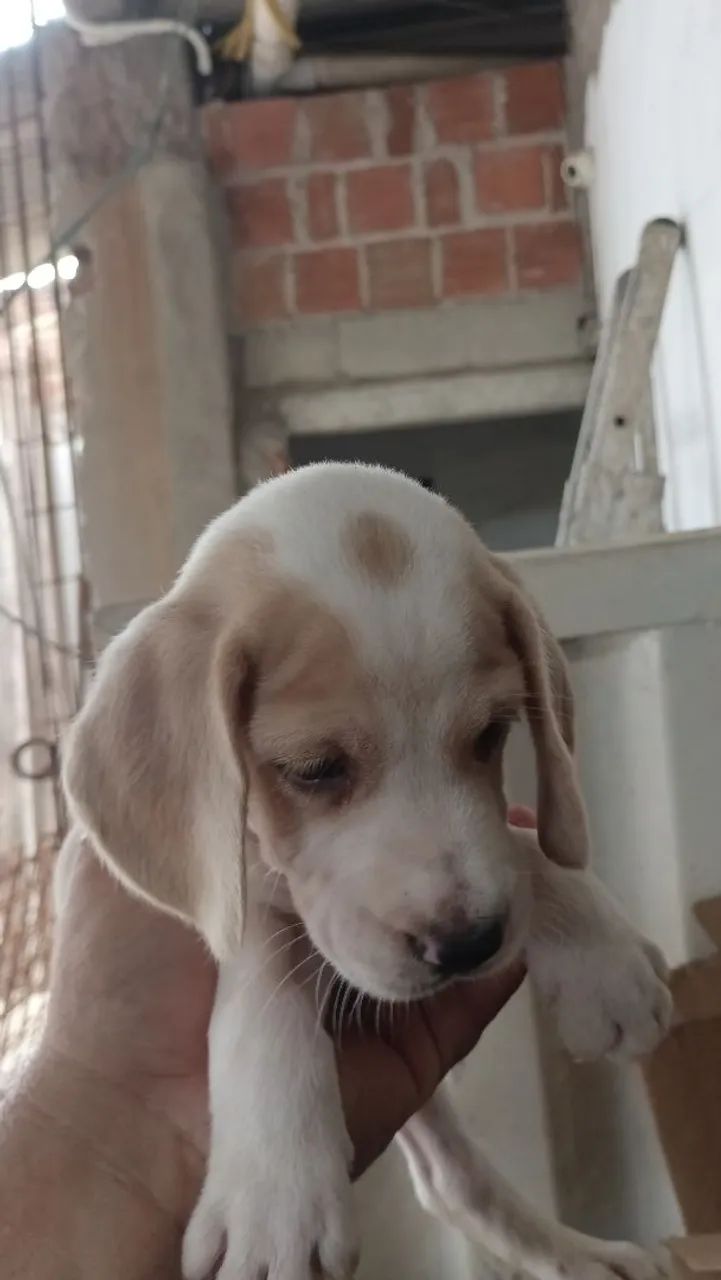 Beaglo  - Foto 3