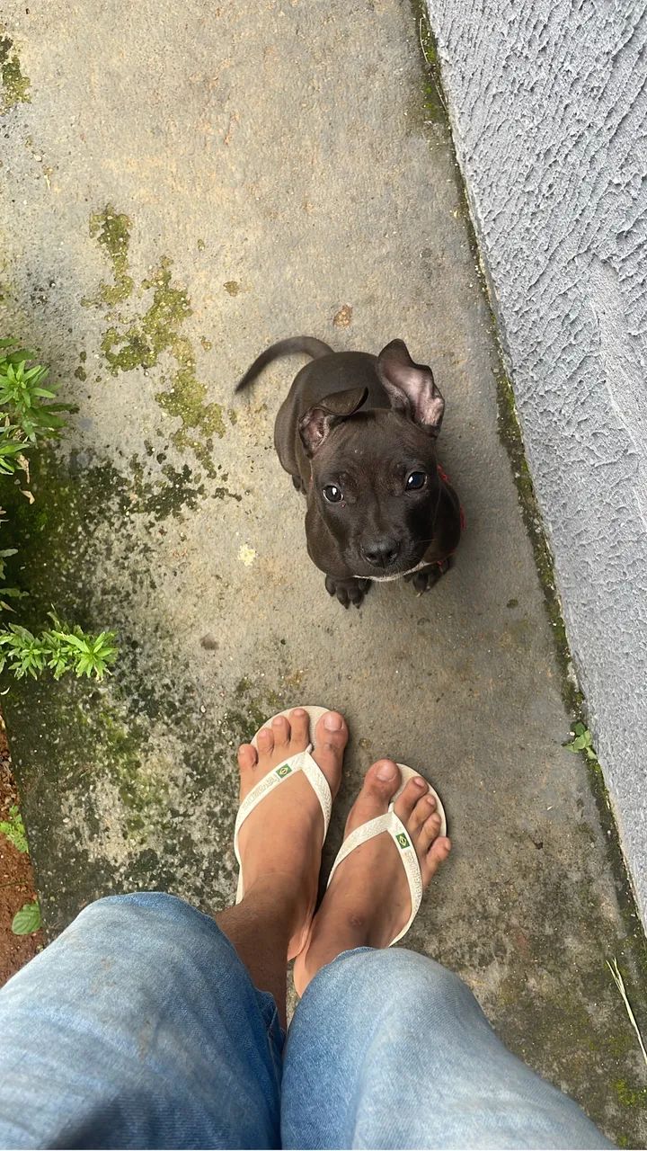 Estou doando esse pitbull mestiço  - Foto 3