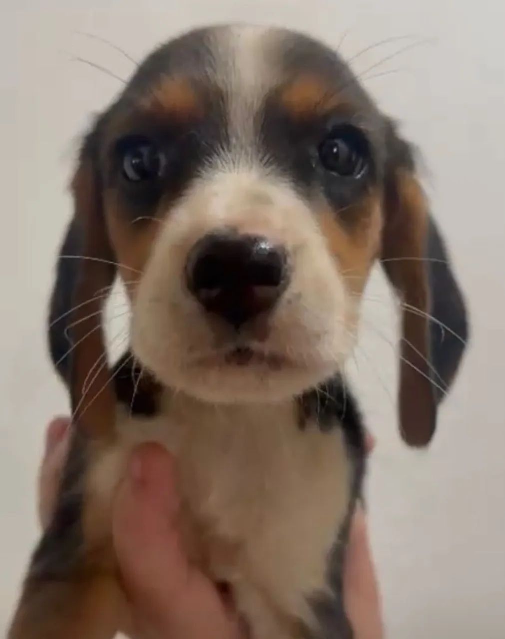 Beagle lindos 