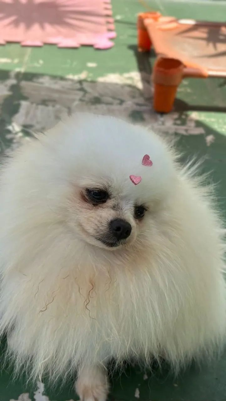 Macho Spitz anão cobertura  - Foto 2