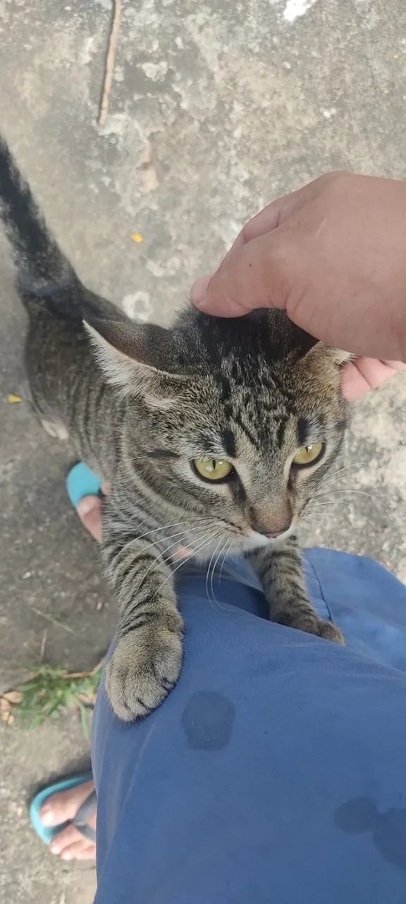 Doação de gata fêma, rajada, com 4 meses, muito dócil, no bairro Céu Azul - Foto 4