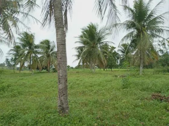 Granja com 11 hectares na região de Monte Alegre estruturada - Foto 5