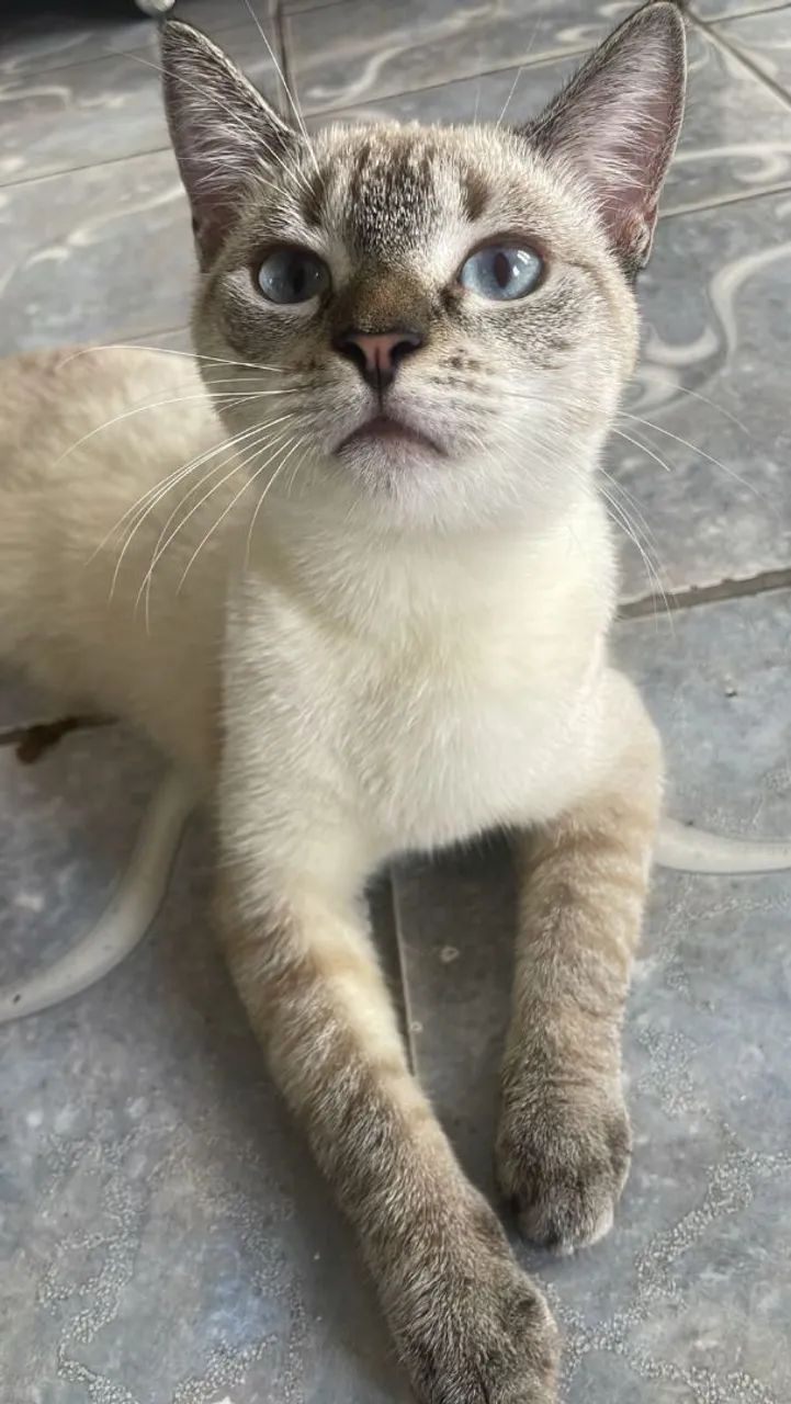 Gata adoção  - Foto 2