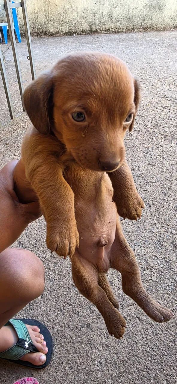 Cachorro salsicha  - Foto 3
