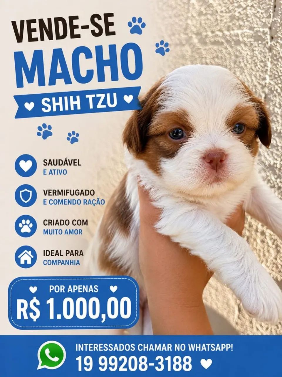 Shih tzu macho mini