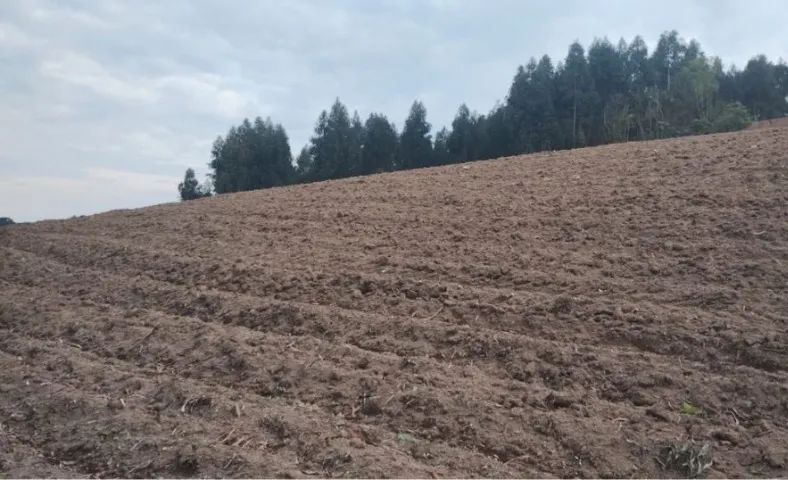 Excelente área com 52 litros em Mandirituba - Leão  - Foto 4