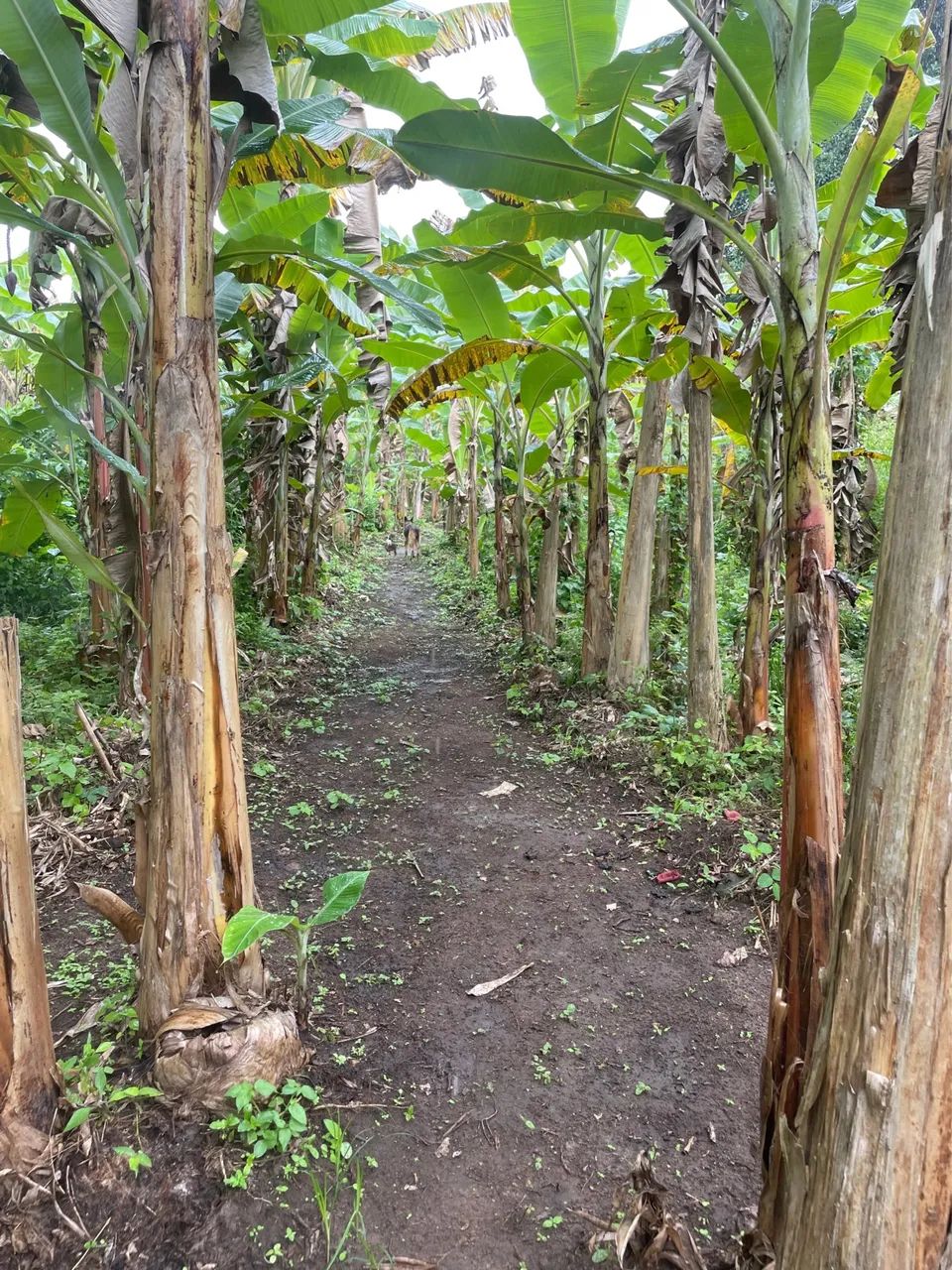 OPORTUNIDADE: Vendo Sitio escriturado perto de Bananeiras(10km) e Borborema (2k) - Foto 7