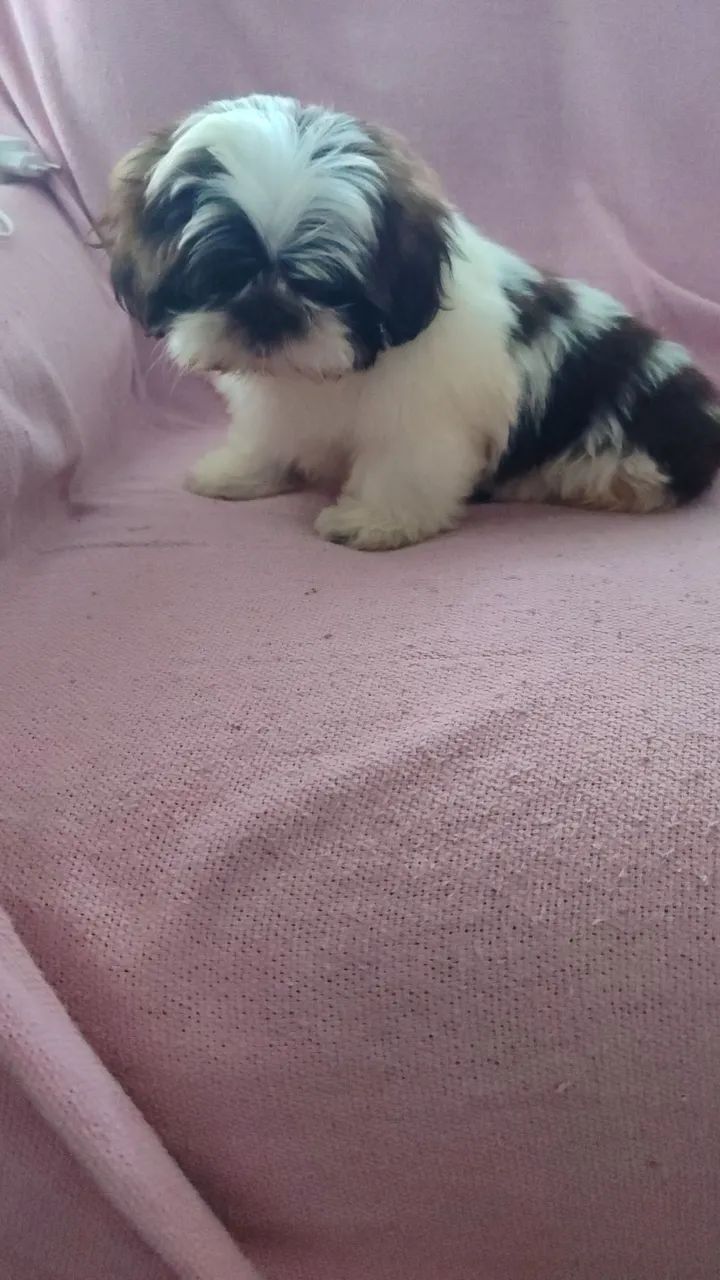Shitzu - Foto 3