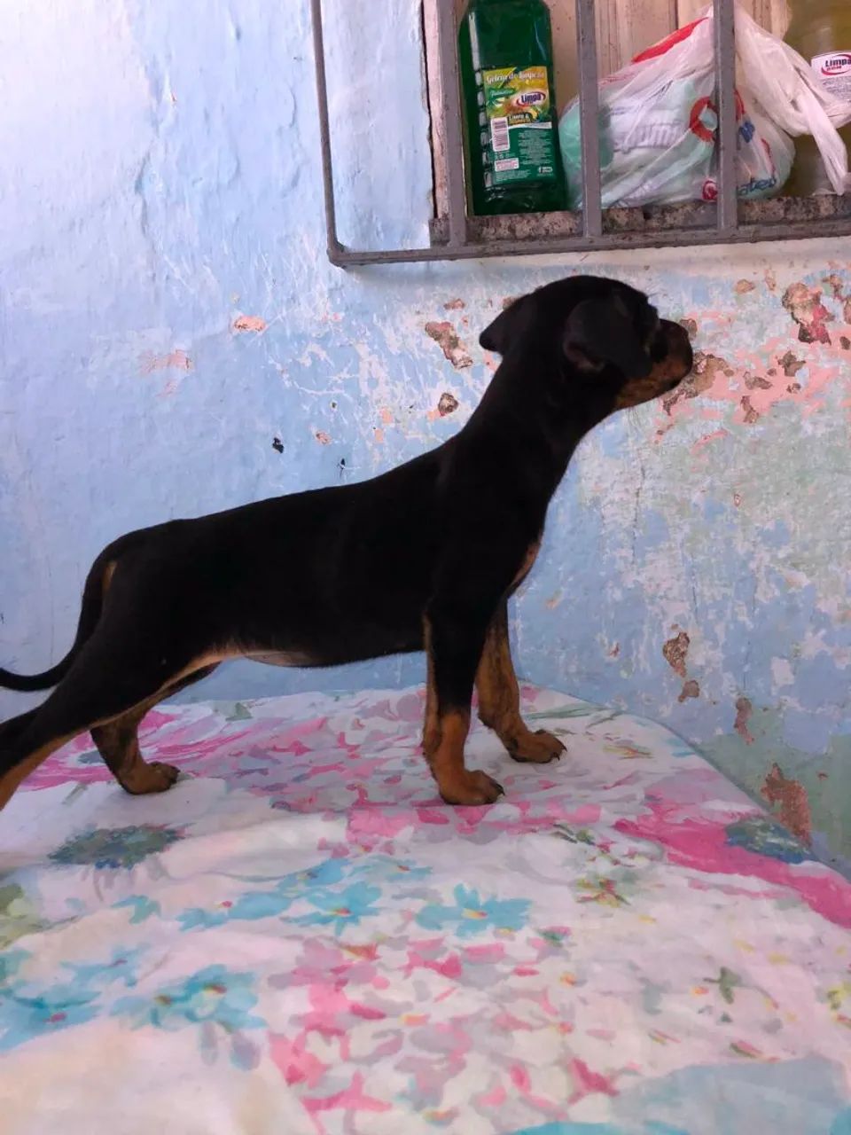Adoção responsável  - Foto 3