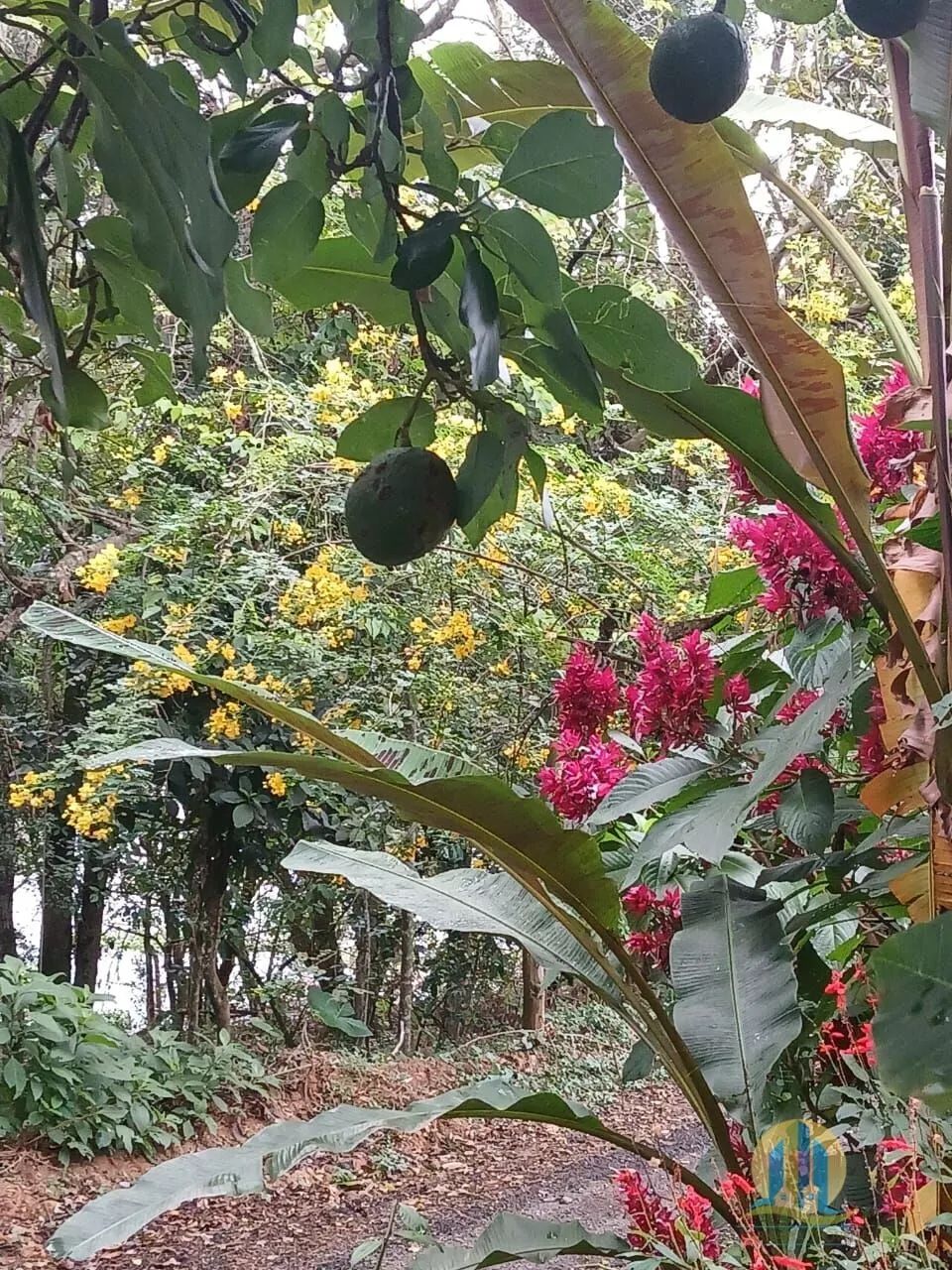 CHÁCARA À VENDA EM CAJAMAR/SP - Foto 5
