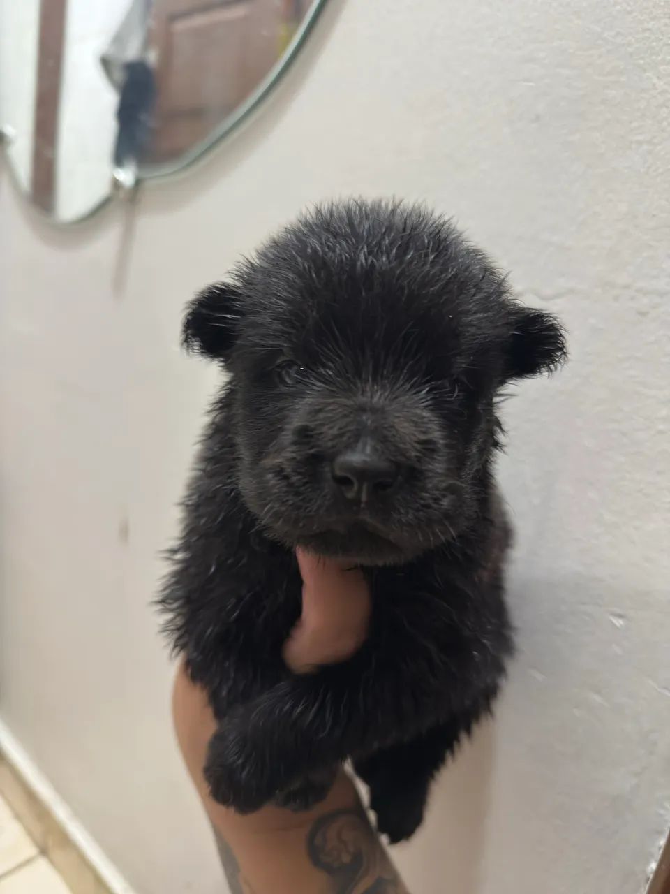 CHOW CHOW PURO - Foto 3