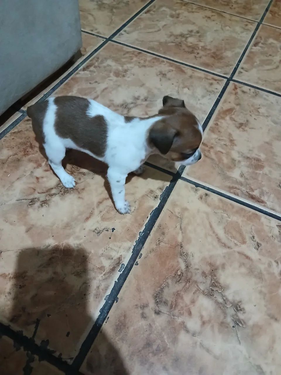 Pincher  - Foto 2