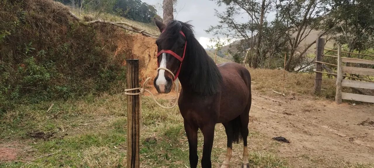 cavalo marcha picada,3 anos e meio castrado porte médio pra grande , castanho mascarado ok - Foto 4