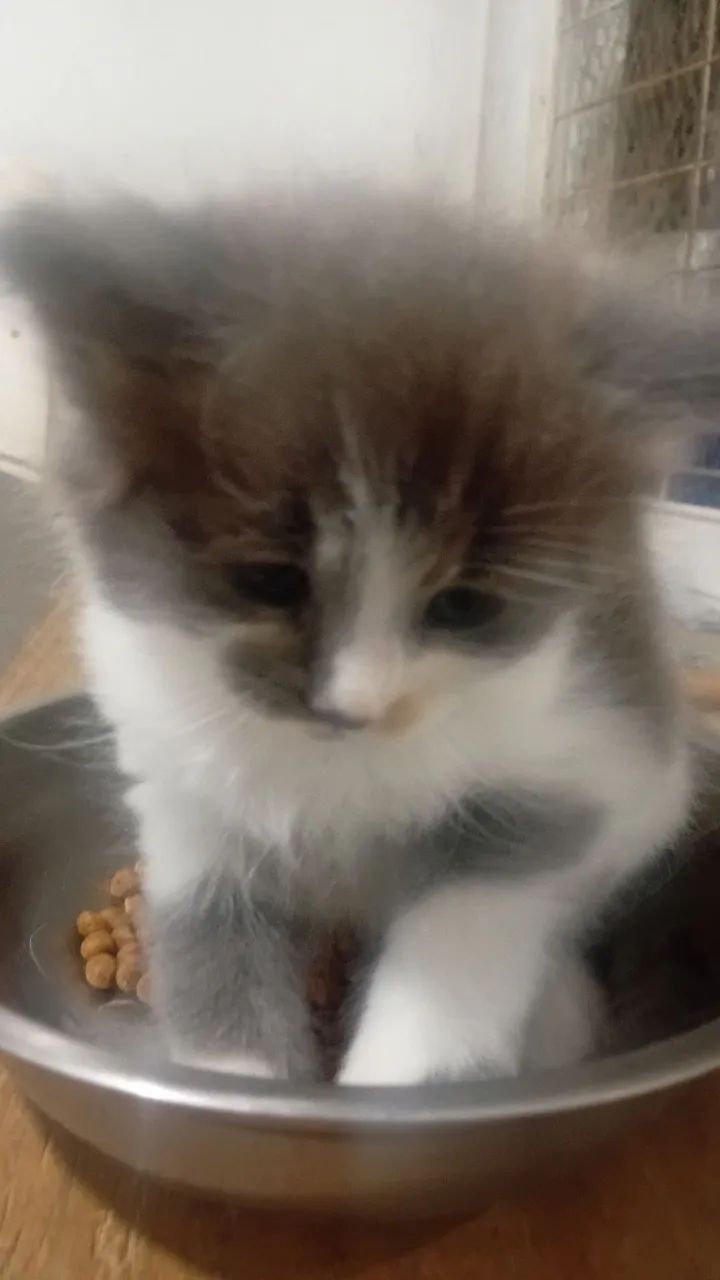 Lindos Filhotes de gato Raça Maine  - Foto 3