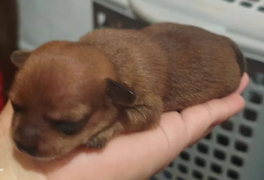 Pinscher 0 - Foto 4
