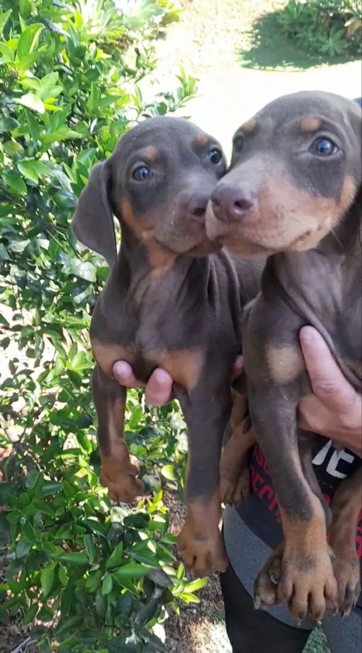 Dobermann. - Foto 3