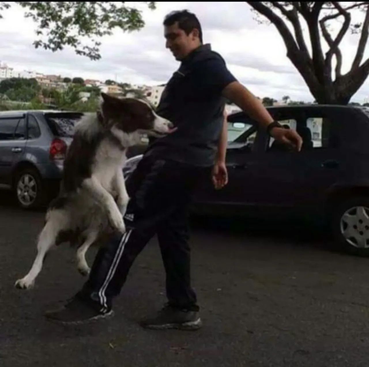 Adestrador de cães  - Foto 4