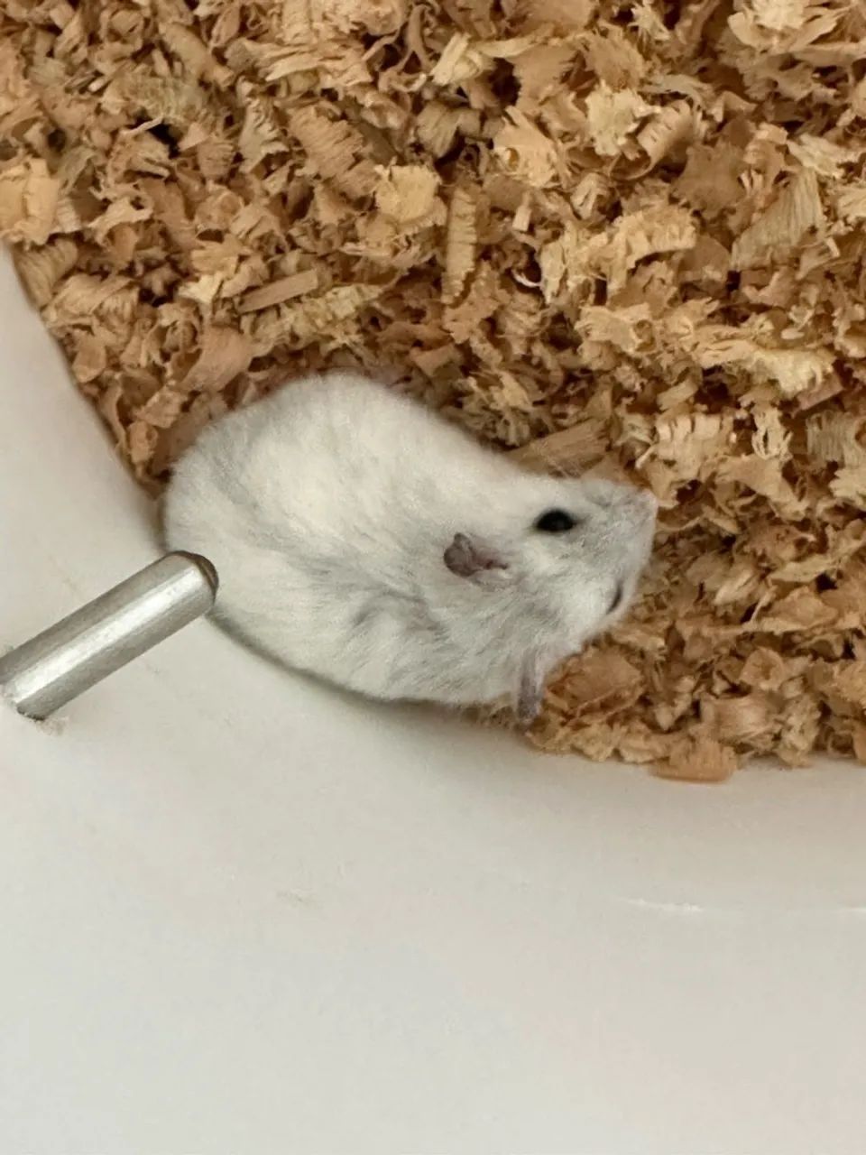 MATRIZ hamster russo - Foto 4