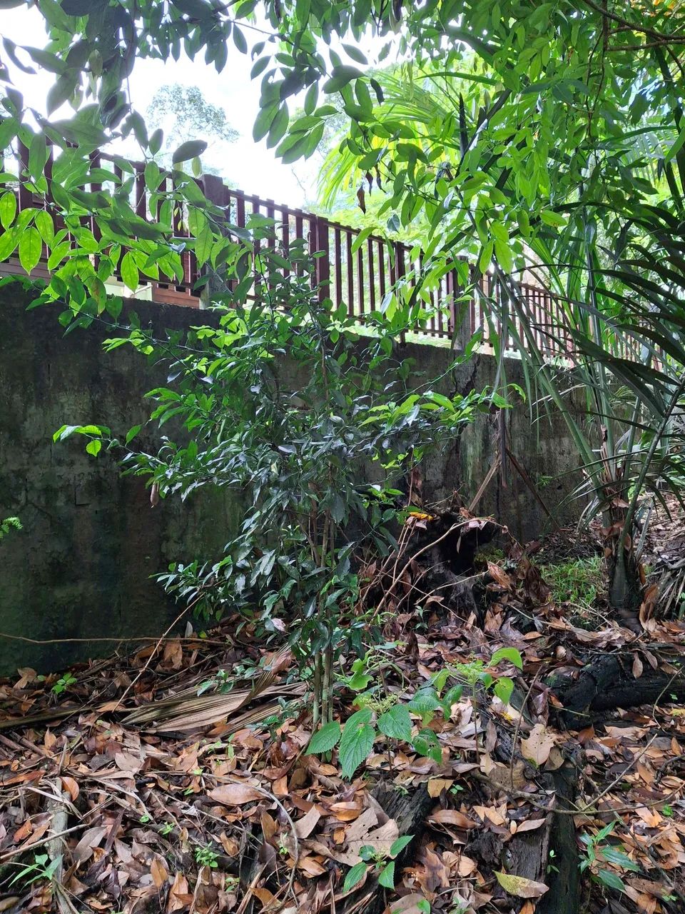 VENDO LOTE COND RURAL AMAZONFLORA- BENEVIDES/PA - Foto 15