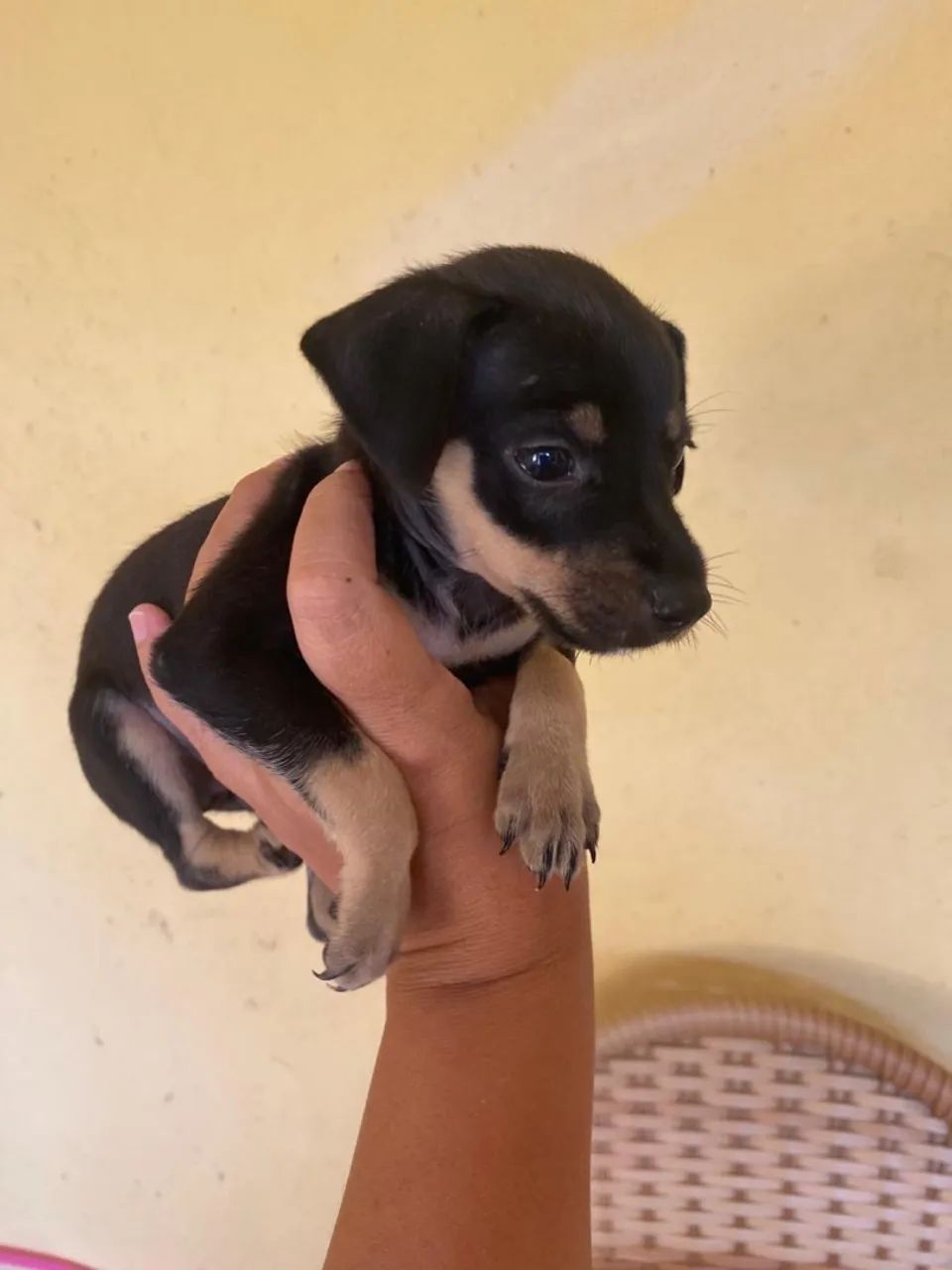 Pinscher 1  - Foto 5