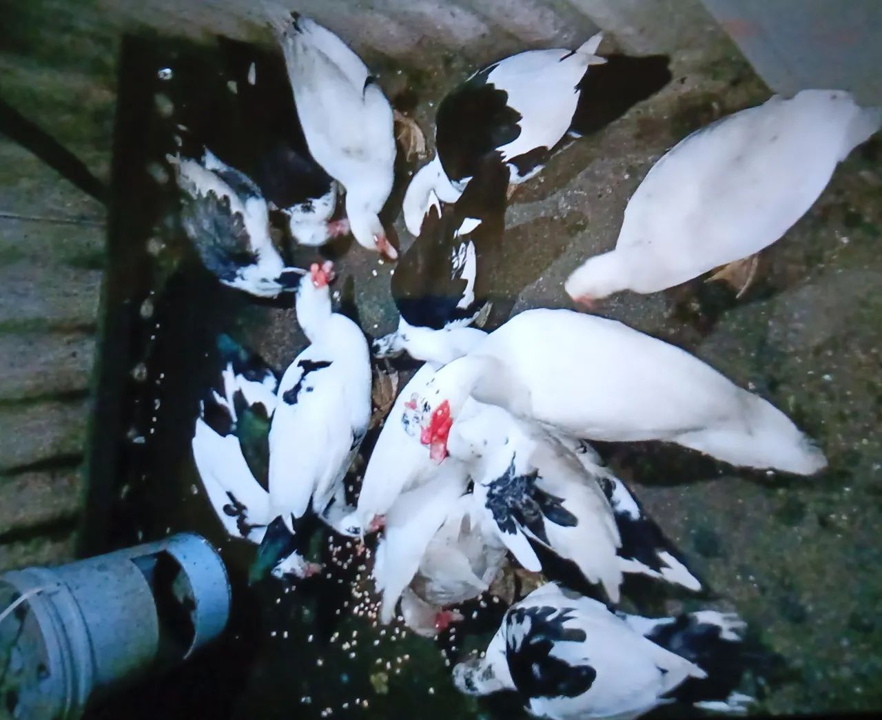 Patos - Foto 2