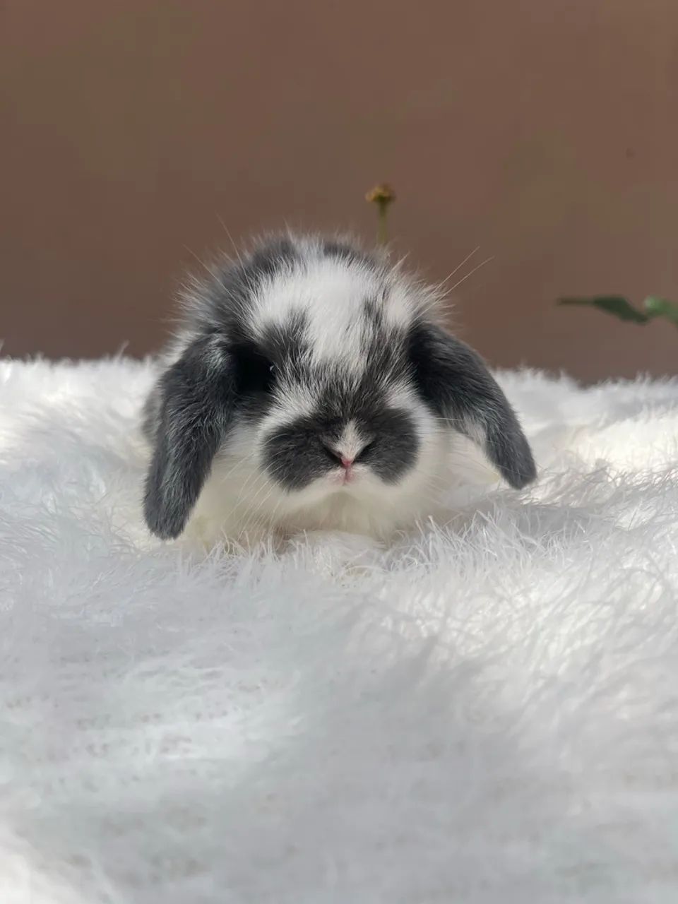 Mini coelho