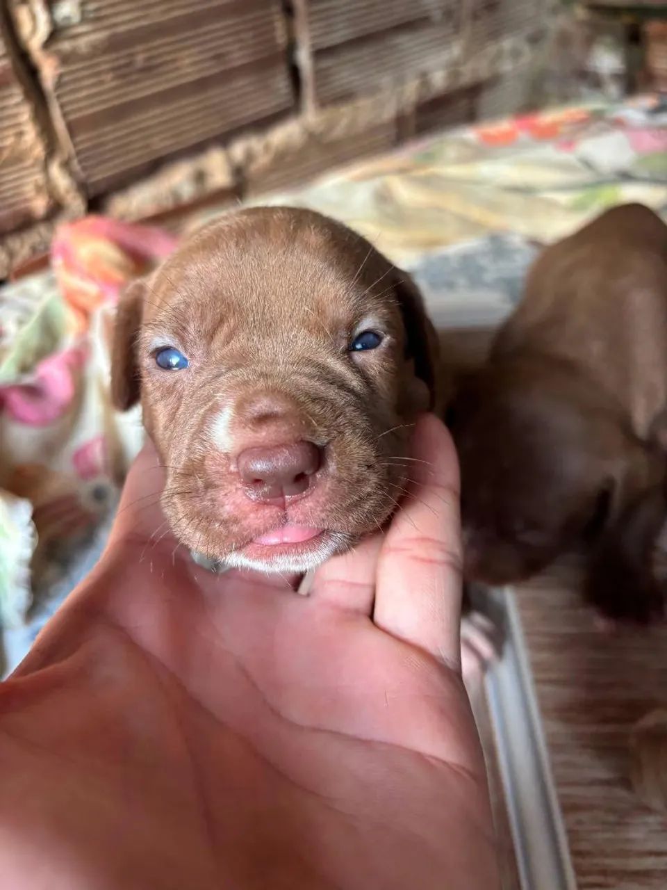 Pit Monster