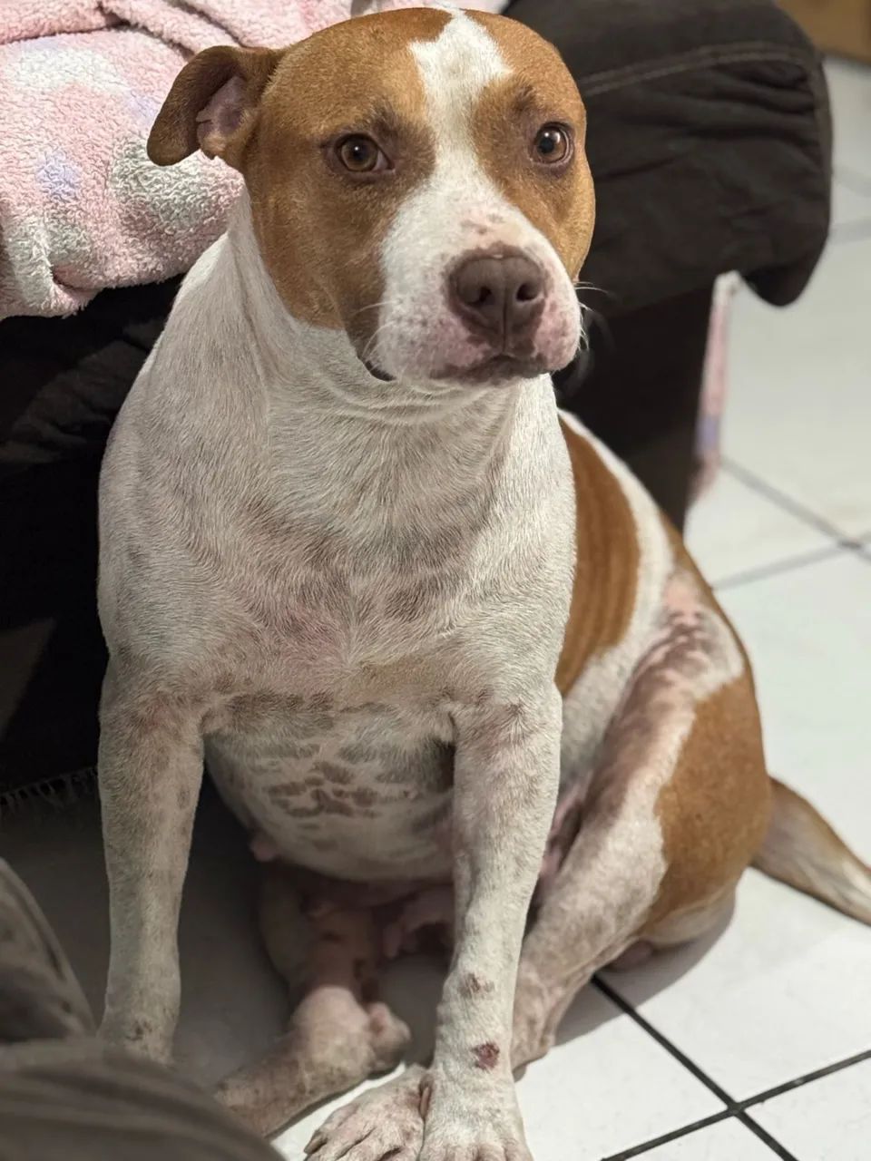 Pit bull Femea DOAÇÃO  - Foto 4