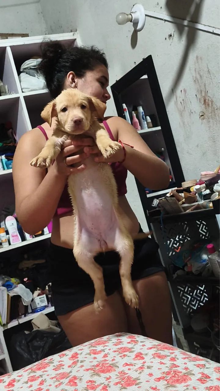 Filhotes de Labrador  - Foto 4