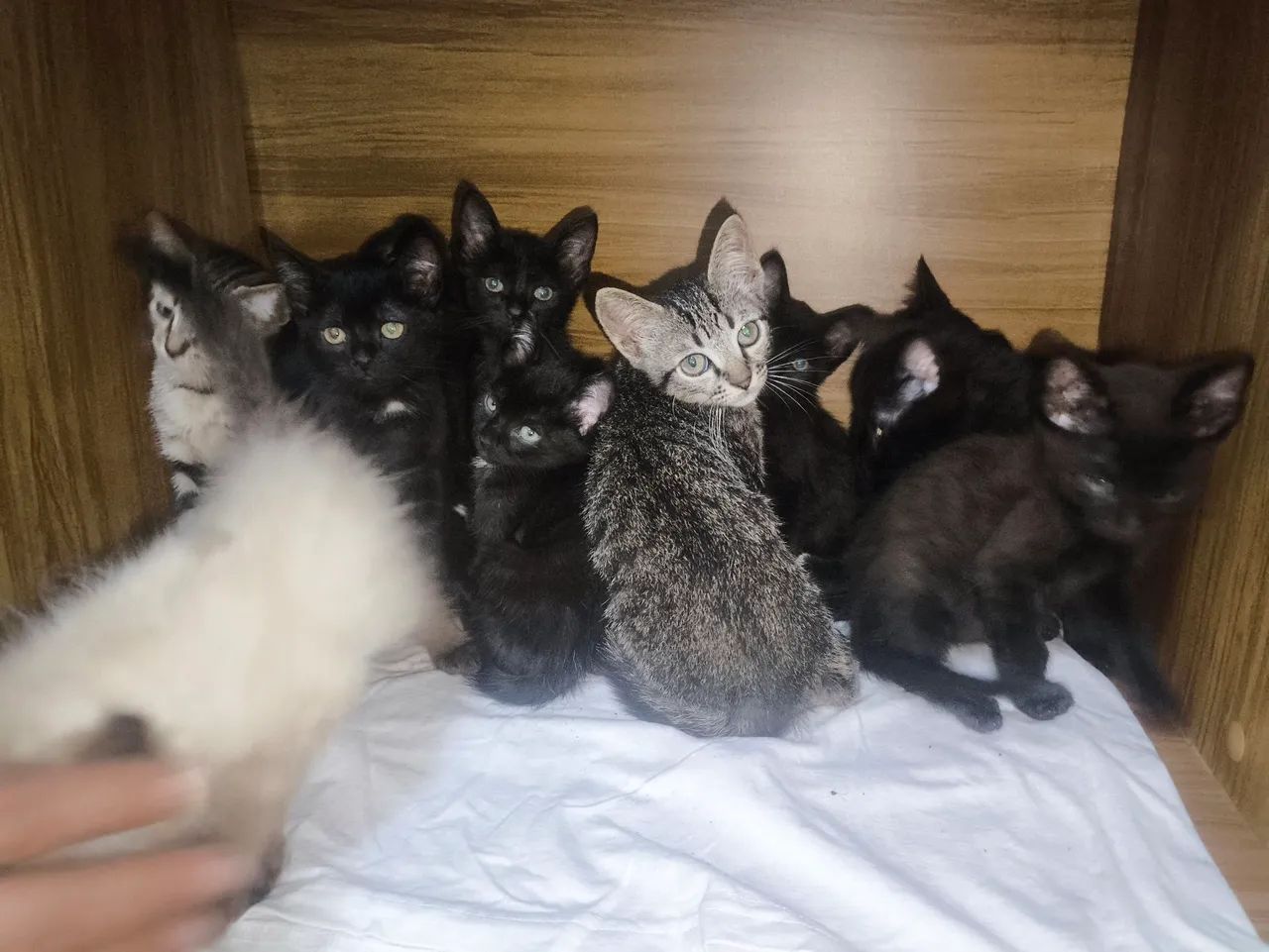 Doação  - Foto 2