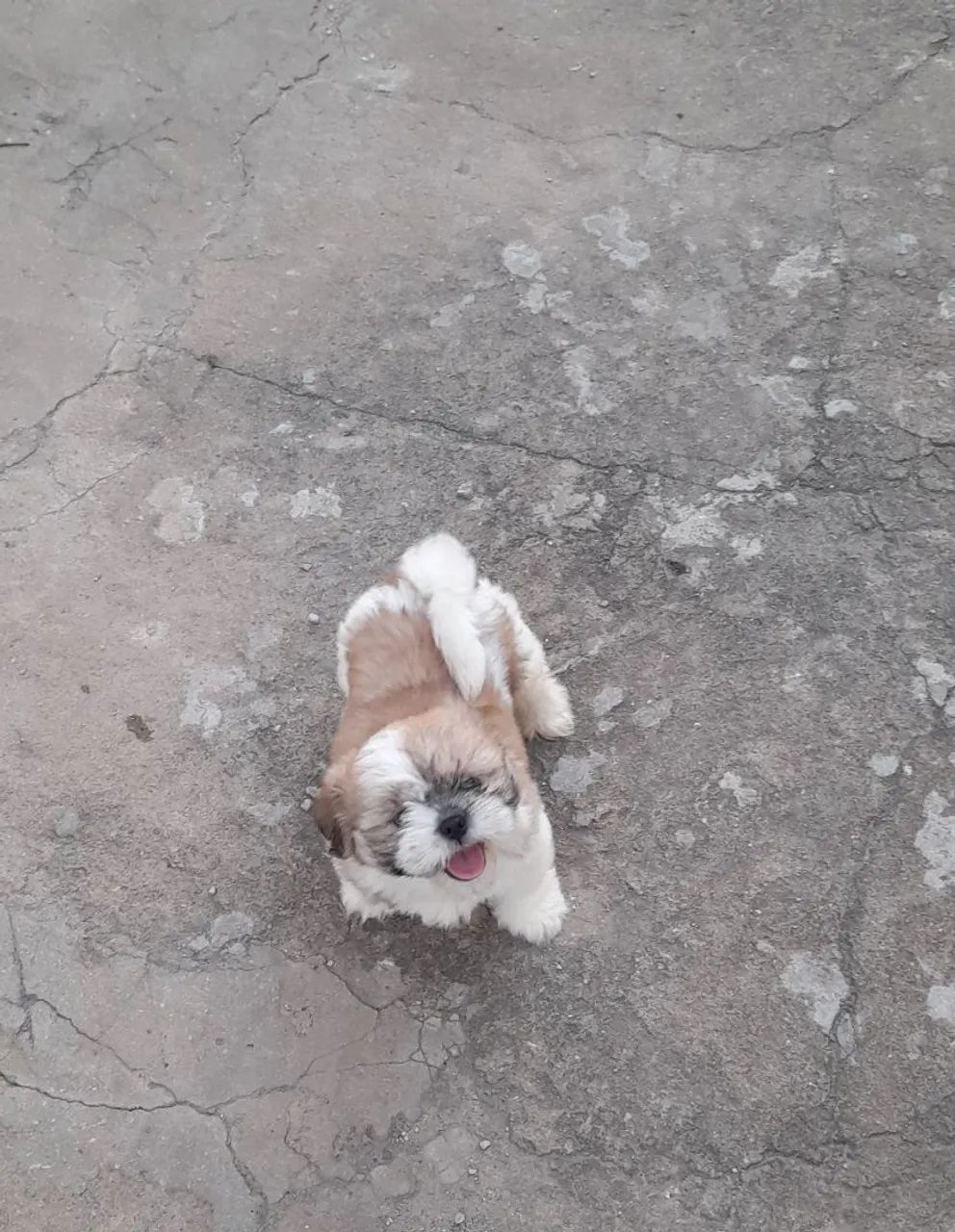 Shih tzu  - Foto 5