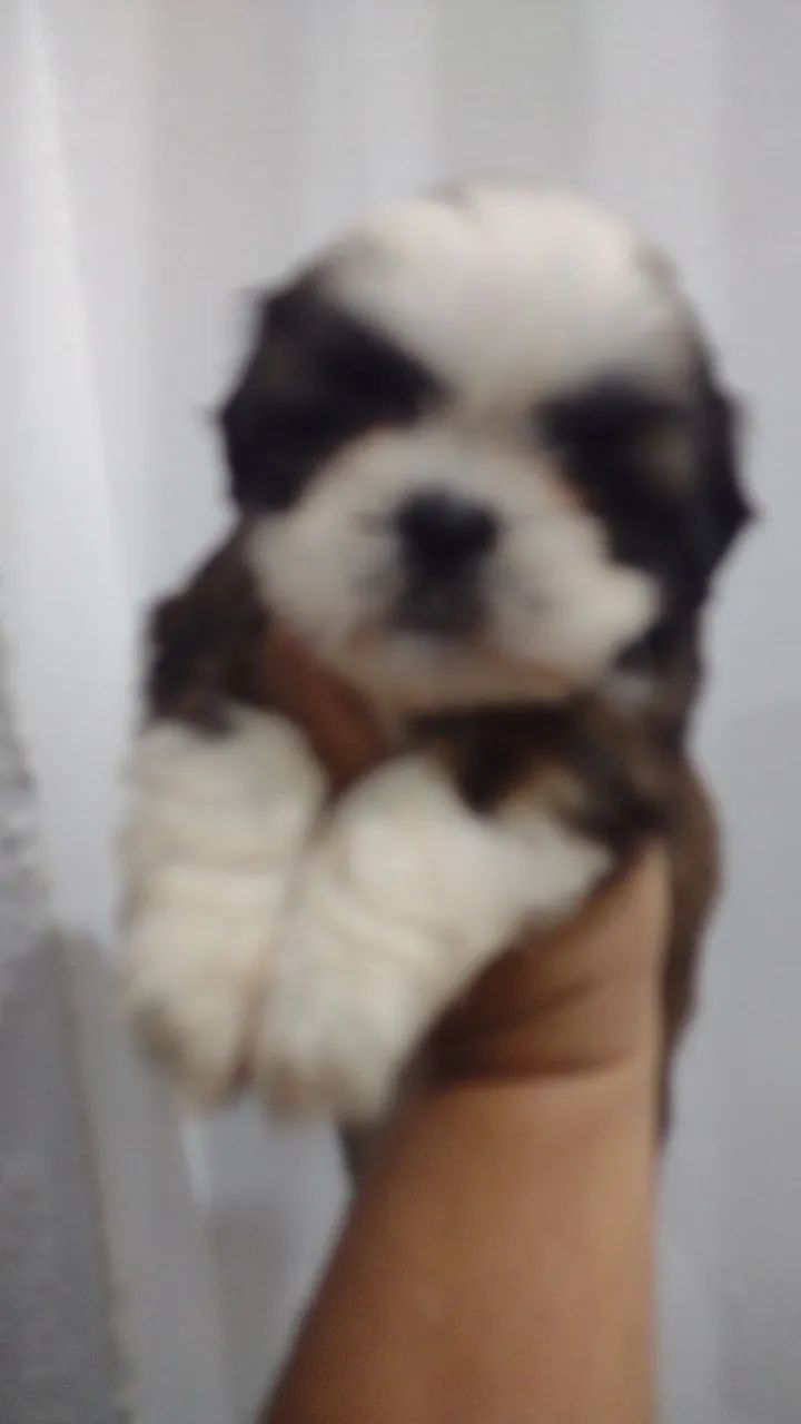 Pet