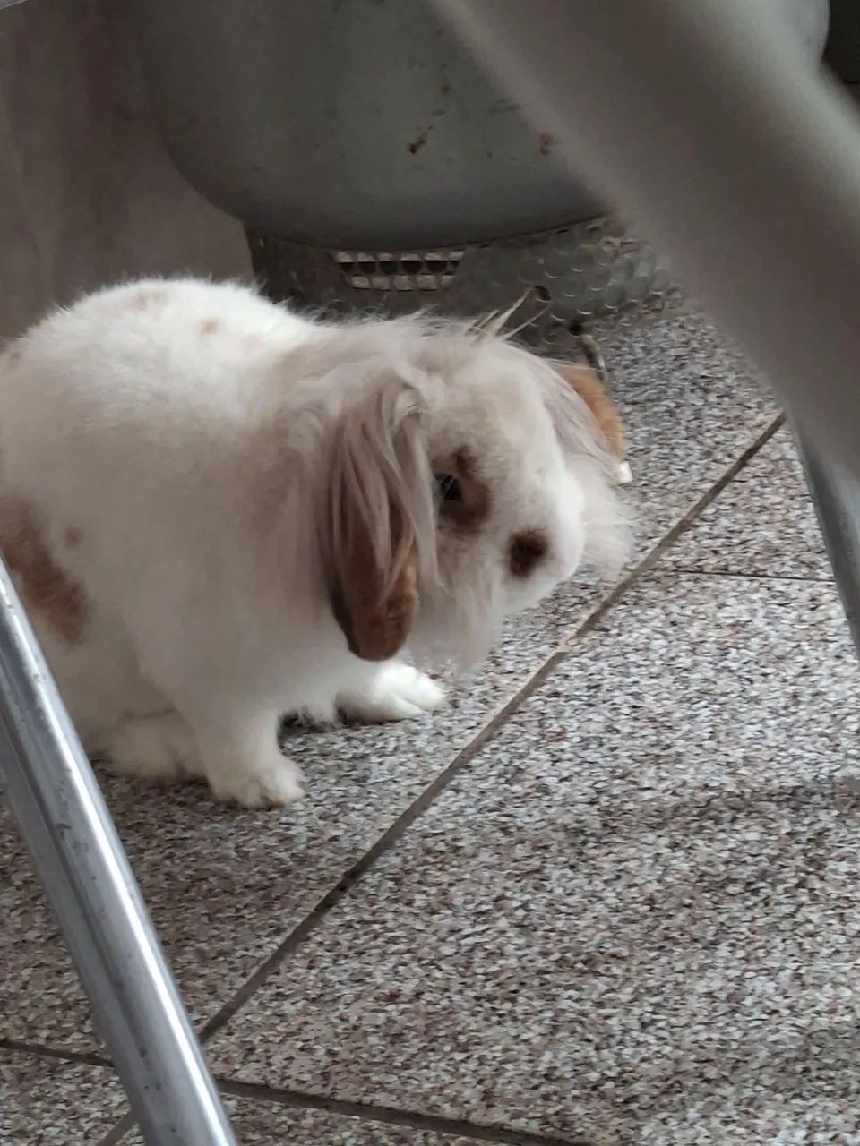 Doação coelho