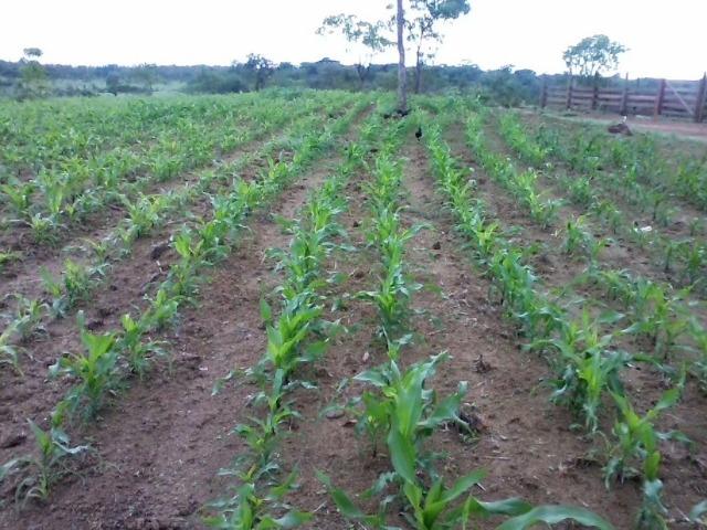 Vende-se Sitio 44 ha a 27 km de presidente
