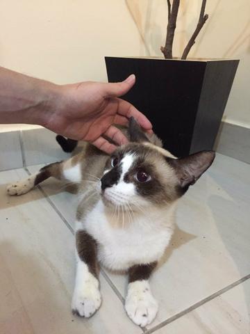 Adoção de Gatos - Foto 2