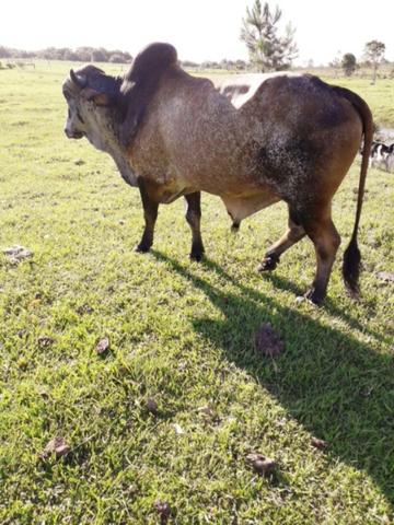 Vendo GADO - Foto 2