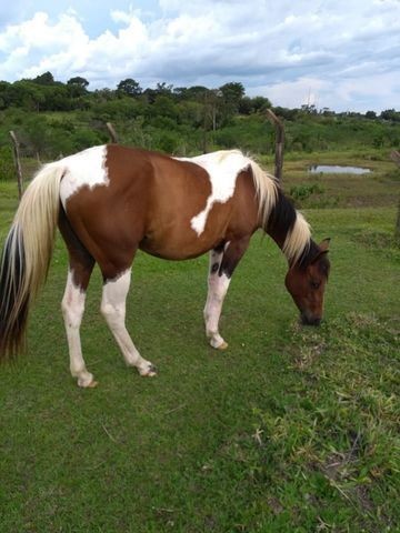 Potra Paint Horse