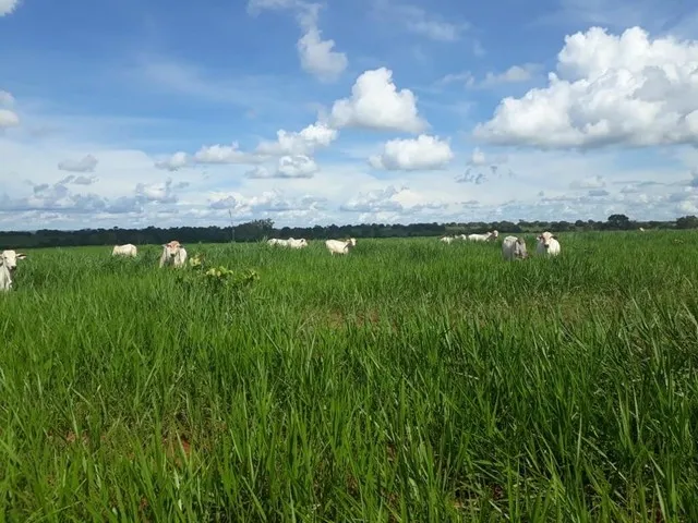 Fazenda de 316 alqueires em Porangatu go