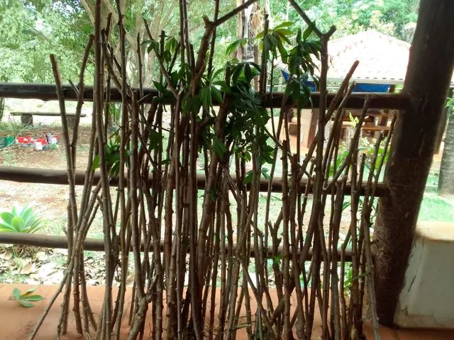 Vendas de ramas de mandioca - Foto 5