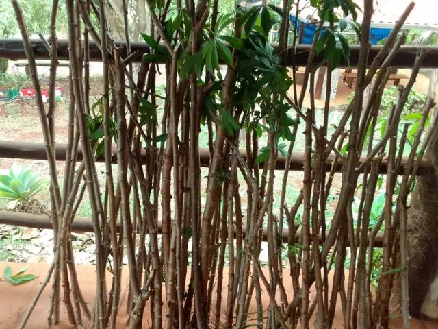 Vendas de ramas de mandioca - Foto 4