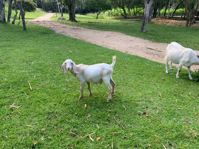 Cavalo de cela - Animais para agropecuária - Borda da Mata 1256806947