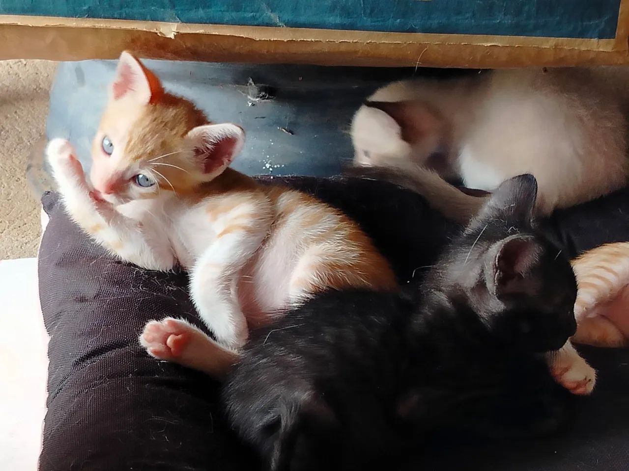 Gatos para adoção - Foto 2