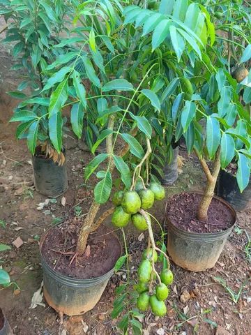 Mudas Frutíferas Enxertadas 