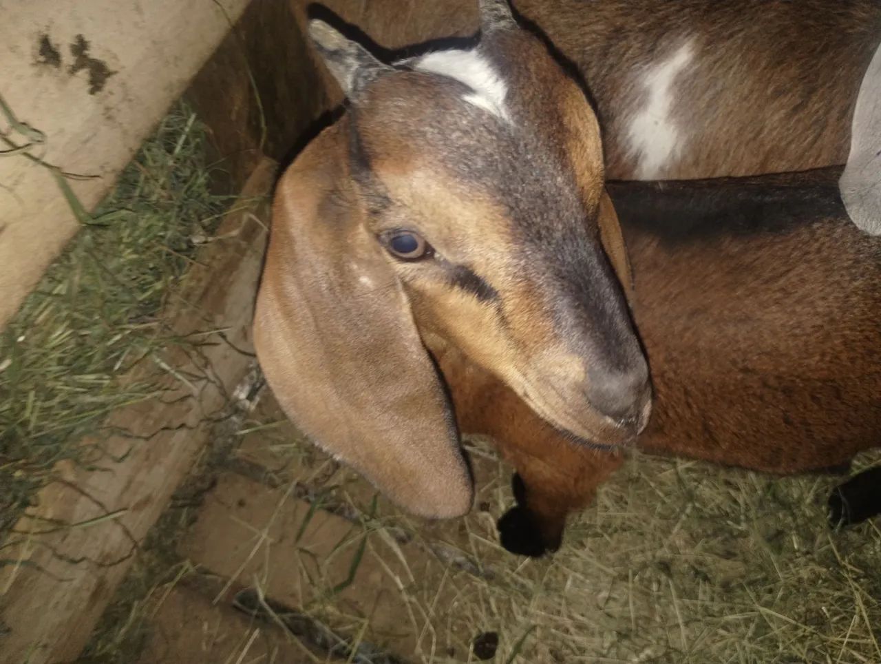 Cabritinho Anglonubiano puro