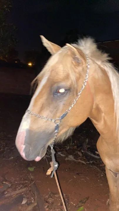 Cavalo para venda - Foto 4