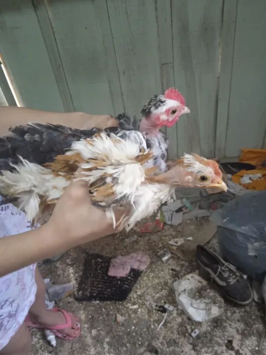 Frongos Nagasaki  - Foto 6