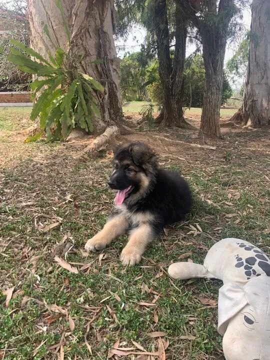 Pastor Alemão com pedigree  - Foto 3