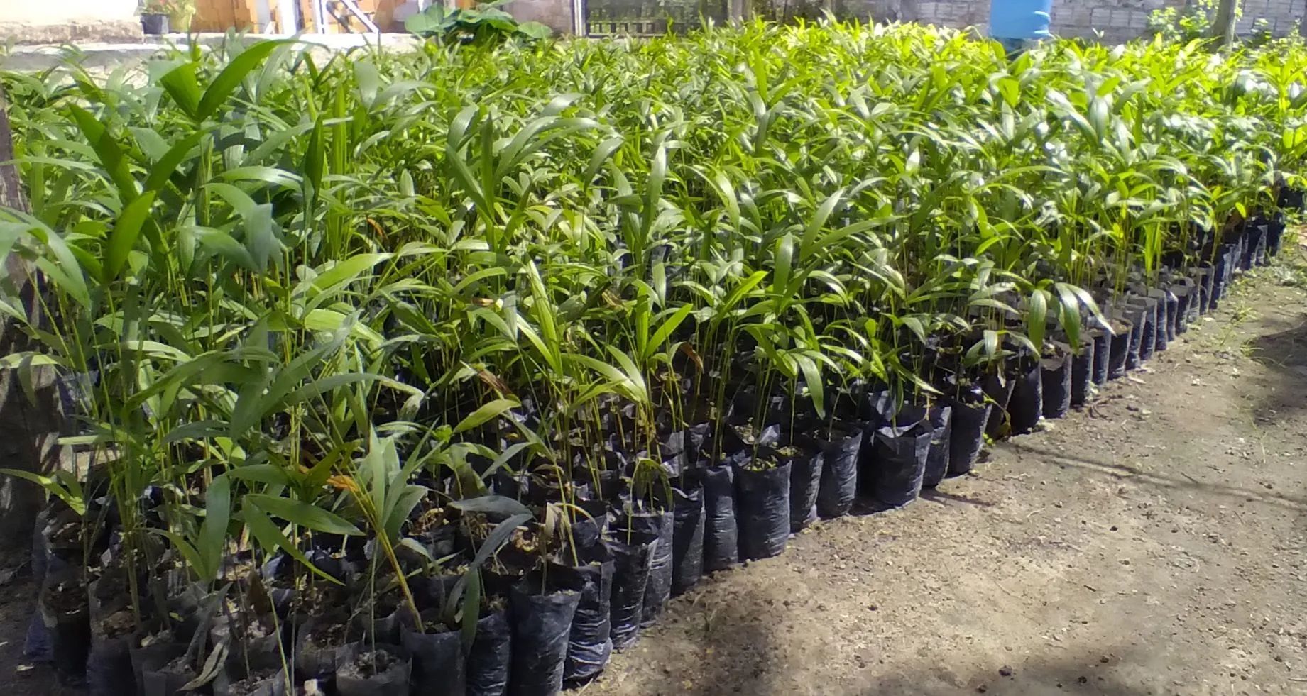 AÇAÍ BRS PAI D'EGUA e AÇAÍ BRS PARÁ ANÃO